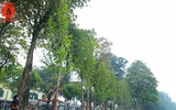 Ngỡ ngàng hàng phong trổ lá xanh mướt bên hồ Hoàn Kiếm